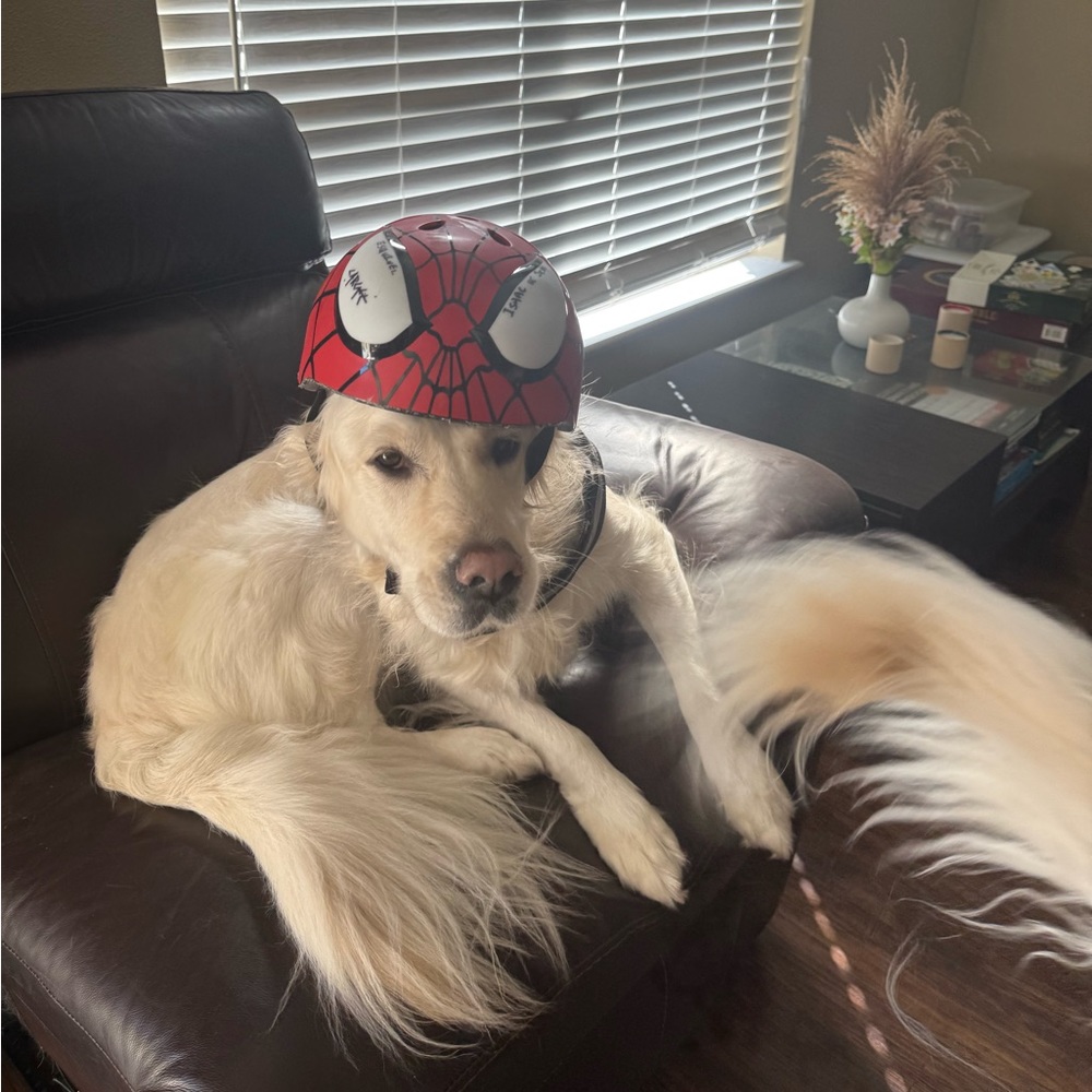 Meet your Posher, Francys